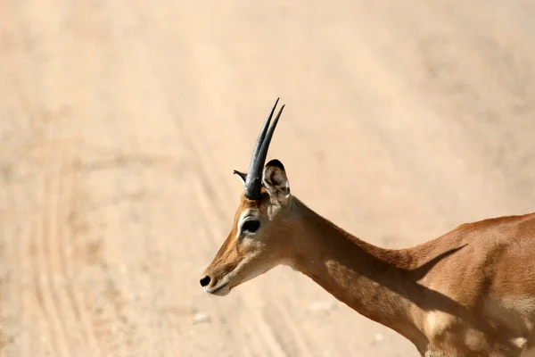 Impala - tarangire national park. Tanzania, Afrika — Stockfoto
