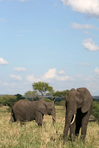 Ελέφαντες. Τανζανία, Αφρική — Φωτογραφία Αρχείου