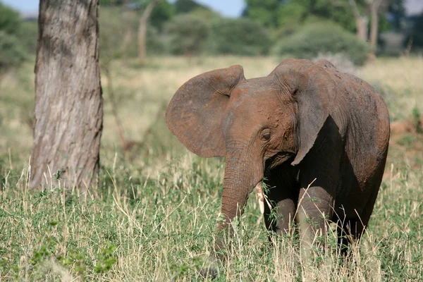 Bebek fil. Tanzanya, Afrika — Stok fotoğraf