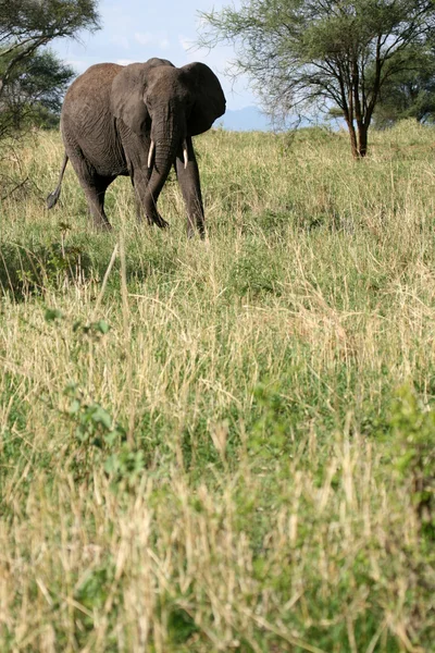 Elefante. Tanzânia, África — Fotografia de Stock