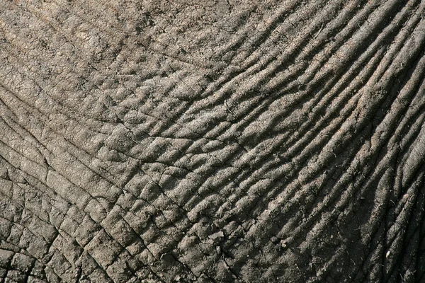 Pele de elefante. Tanzânia, África — Fotografia de Stock