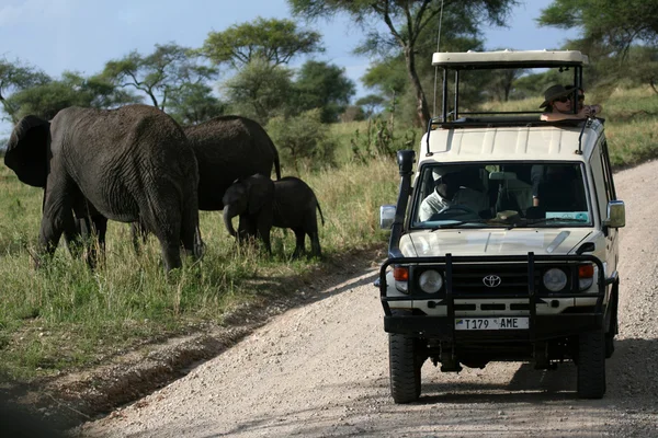 Slon. Tanzanie, Afrika — Stock fotografie