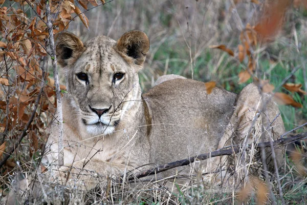 ライオン - アフリカ — ストック写真