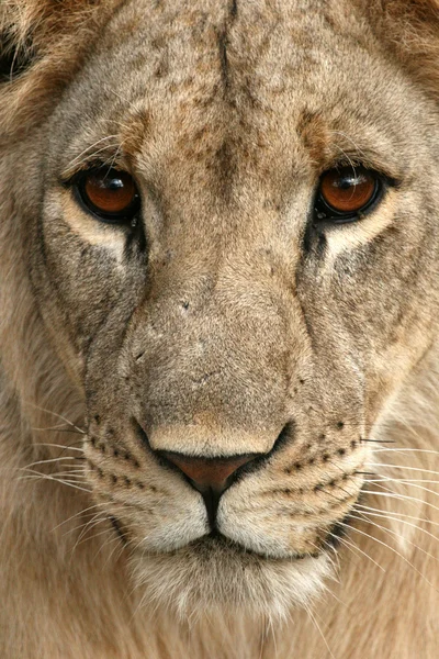 Leão - África — Fotografia de Stock