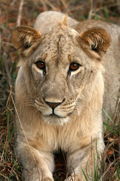 Lew - Afryka — Zdjęcie stockowe