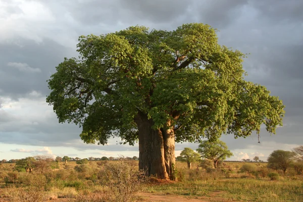 Baobab Tree - Tarangire Nemzeti Park. Tanzánia, Afrika — Stock Fotó