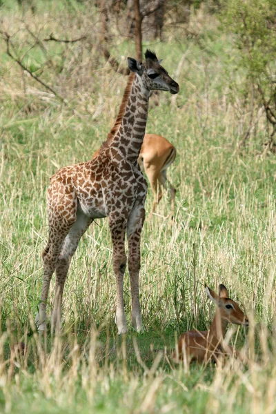 Mládě žirafy - národní park tarangire. Tanzanie, Afrika — Stock fotografie
