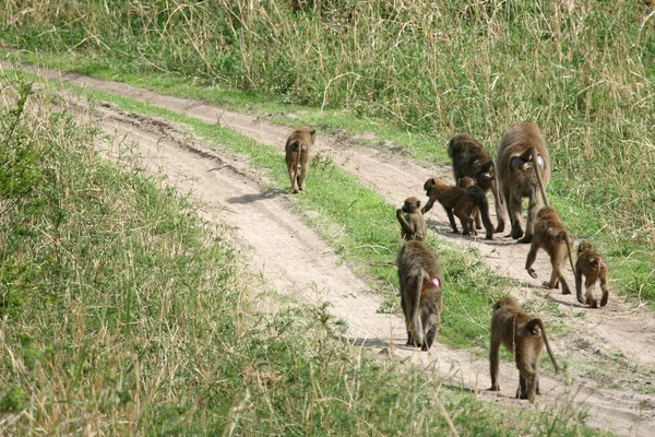 Baboon - Tanzanya, Afrika — Stok fotoğraf