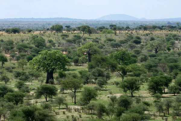 Σαφάρι - tarangire εθνικό πάρκο. Τανζανία, Αφρική — Φωτογραφία Αρχείου