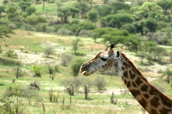 Jirafa - Parque Nacional Tarangire. Tanzania, África — Foto de Stock