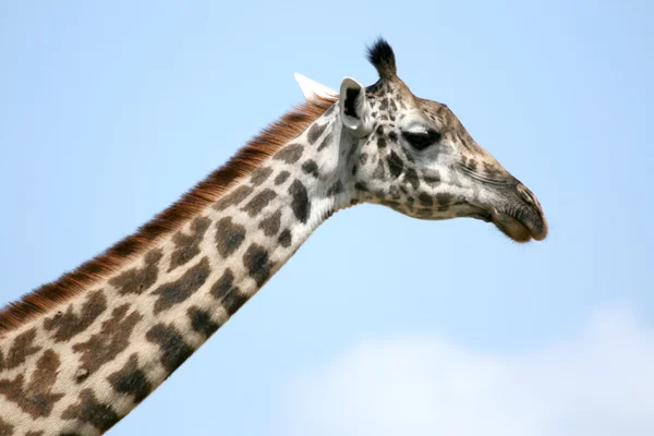 Жираф - национальный парк Тарангире. Танзания, Африка — стоковое фото