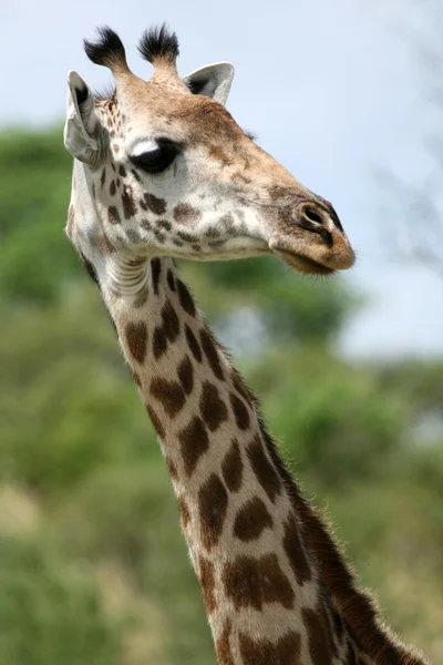 Zürafa - tarangire Milli Parkı. Tanzanya, Afrika — Stok fotoğraf