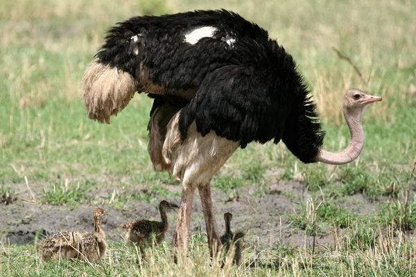 Mannelijke struisvogel in tarangire national park. Afrika — Stockfoto