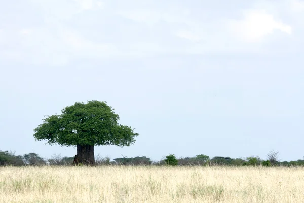 Баобаб Три - национальный парк Тарангире. Танзания, Африка — стоковое фото