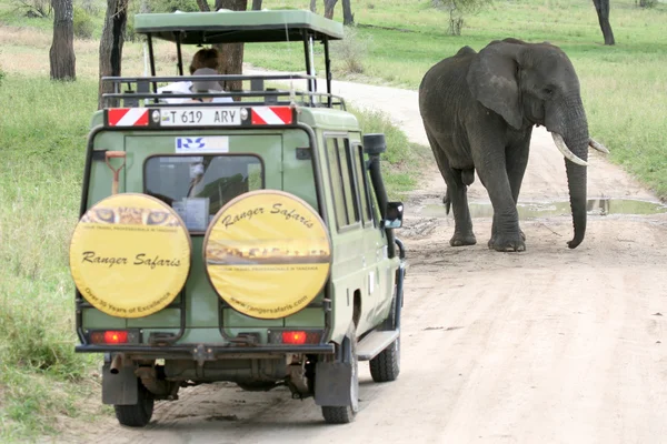 Slon blokuje silnici Tanzanie, Afrika — Stock fotografie