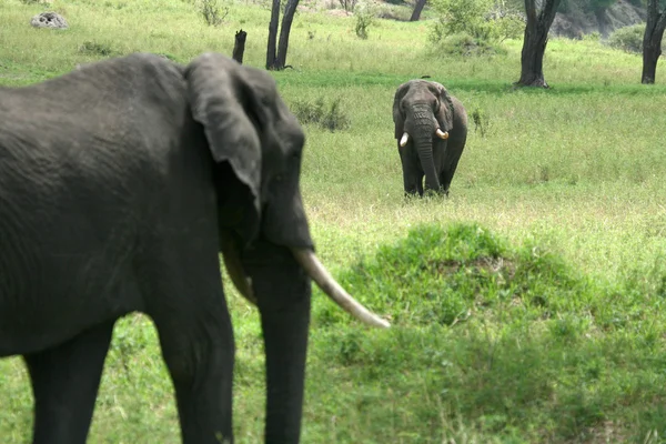 Słoń. Tanzanii, — Zdjęcie stockowe