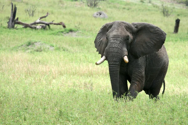 Éléphant. Tanzanie, Afrique — Photo