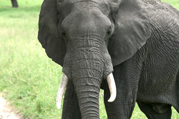 Elefant. Tansania, Afrika — Stockfoto