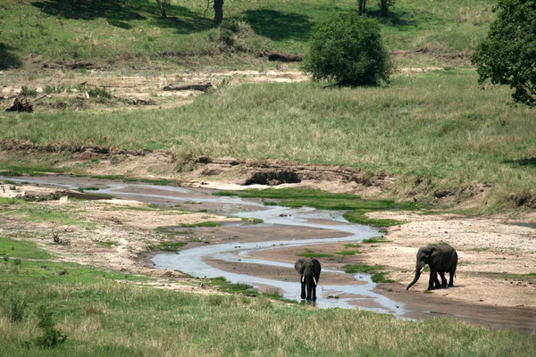 Elefante. Tanzania, África — Foto de Stock