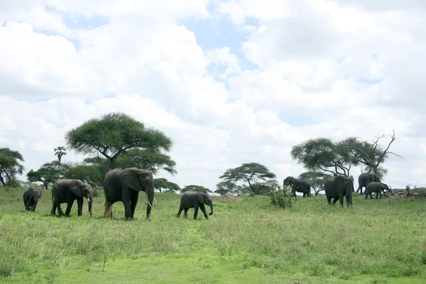Sloni. Tanzanie, Afrika — Stock fotografie