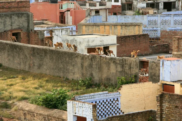 Agra, Indien — Stockfoto