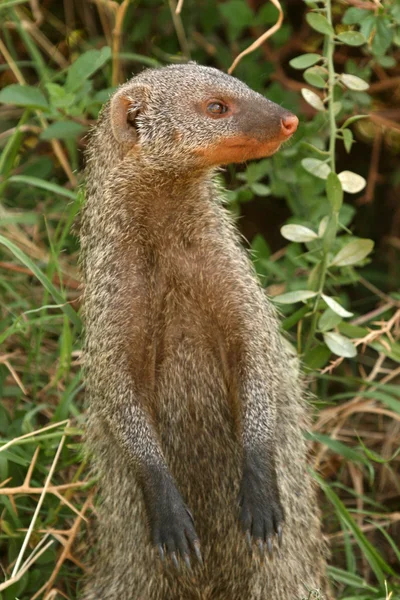 Şeritli mongoose - Tanzanya, Afrika — Stok fotoğraf