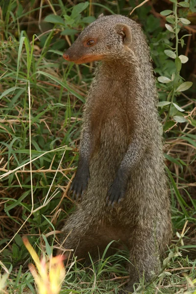 Banded Mongoose - Tanzânia, África — Fotografia de Stock