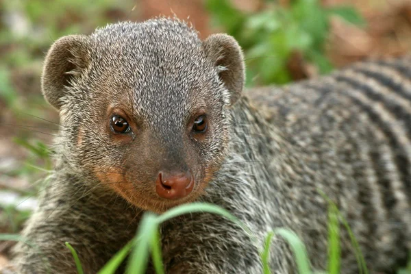 Banded Mongoose - Tanzania, Africa — Stock Photo, Image