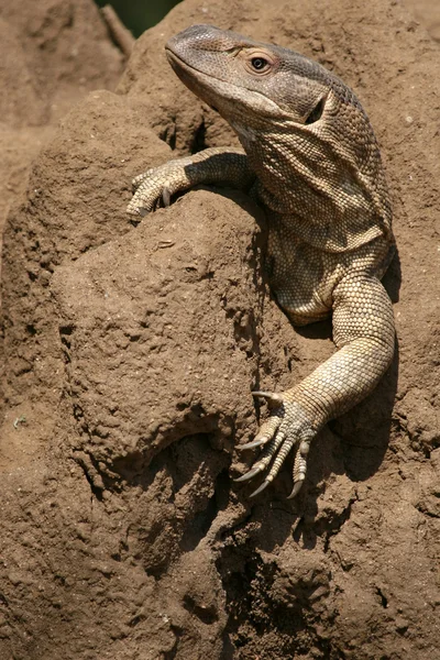 蜥蜴-坦桑尼亚，非洲 — 图库照片