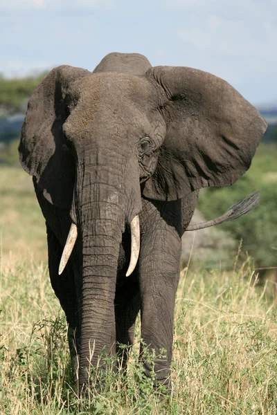 Elephant. Tanzania, Africa Stock Photo