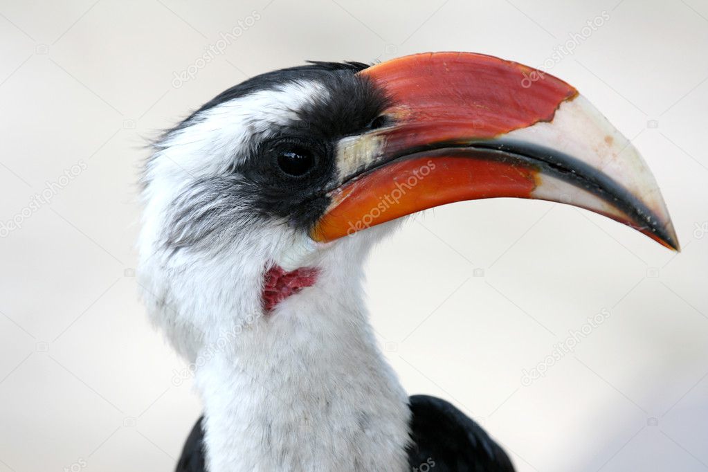 Hornbill. Tanzania, Africa