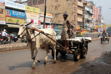 Delhi şehri, Hindistan