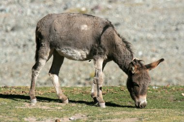 eşek, Hindistan