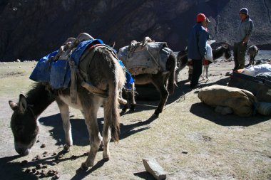 eşek, Hindistan