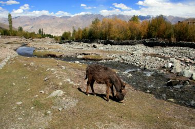 eşek otlatma, Hindistan