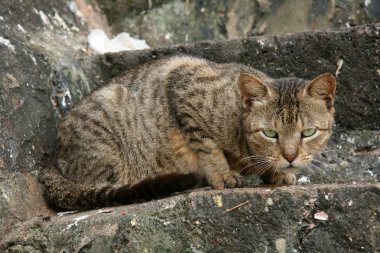 vahşi kedi - banaganga tankı, mumbai, Hindistan