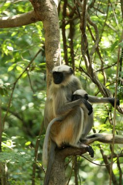 Gibbon - sanjay Gandhi n.p. mumbai, Hindistan