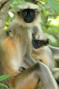 Gibbon - sanjay Gandhi n.p. mumbai, Hindistan