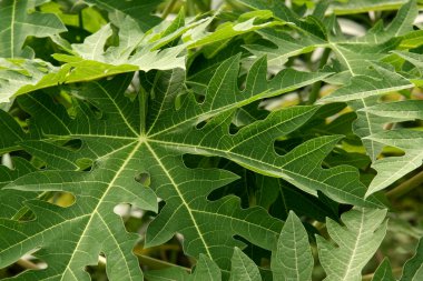 bahçeler - sanjay Gandhi n.p. mumbai, Hindistan