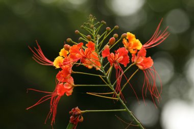 tropikal çiçek - sanjay Gandhi n.p. mumbai, Hindistan