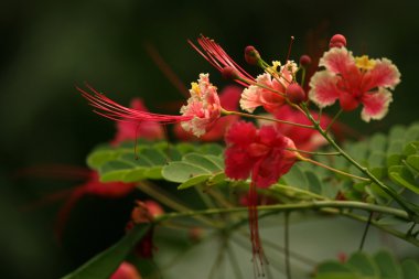 tropikal çiçek - sanjay Gandhi n.p. mumbai, Hindistan