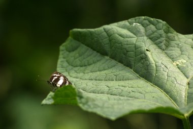 bahçeler - sanjay Gandhi n.p. mumbai, Hindistan