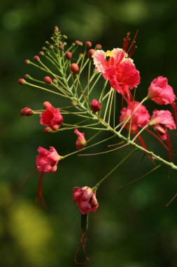 tropikal çiçek - sanjay Gandhi n.p. mumbai, Hindistan