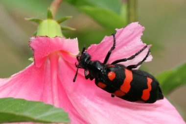 tropikal çiçek - sanjay Gandhi n.p. mumbai, Hindistan