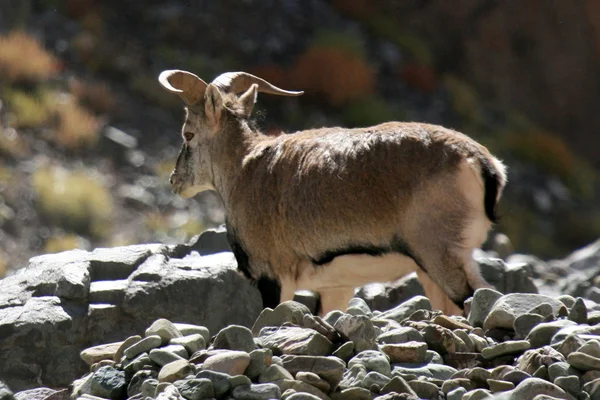 Mavi koyun - himalaya, Hindistan — Stok fotoğraf