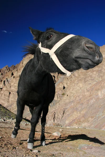 Zwarte paard, india — Stockfoto
