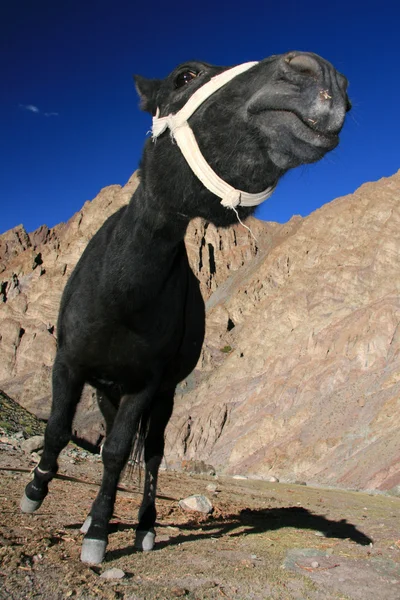 Fekete ló, India — Stock Fotó