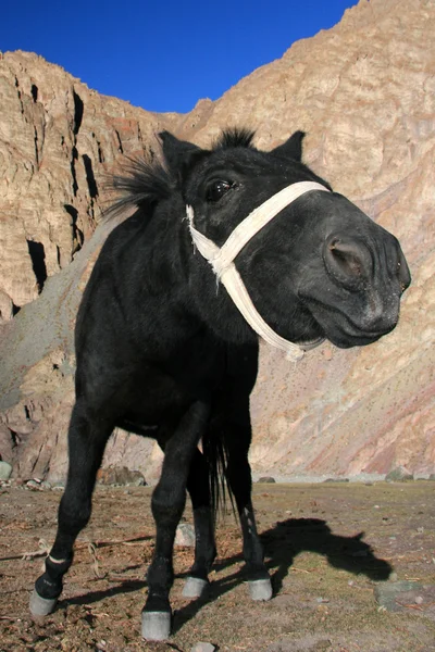 Чорний кінь, Сполучені Штати Америки — стокове фото