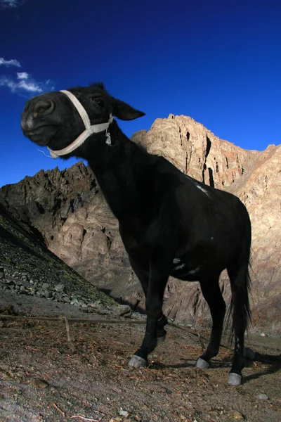 Cavalo Negro, Índia — Fotografia de Stock
