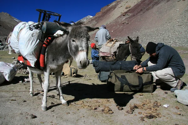 Donkey, India — Stock Photo, Image